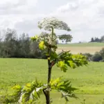 Giant hogweed large