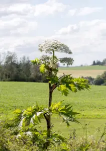 Giant hogweed large