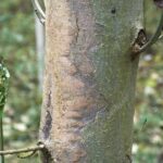 ash dieback