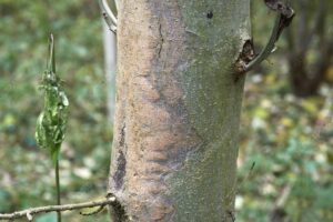 ash dieback