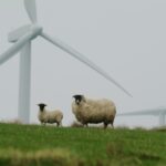 sheep wind farm