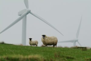 sheep wind farm