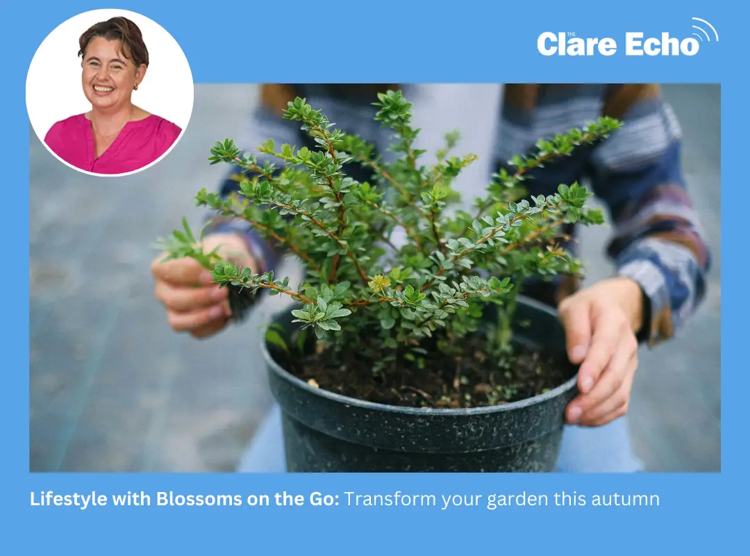 Transform your garden this autumn season