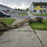 tree cluain airne tradaree shannon 1