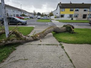 tree cluain airne tradaree shannon 1