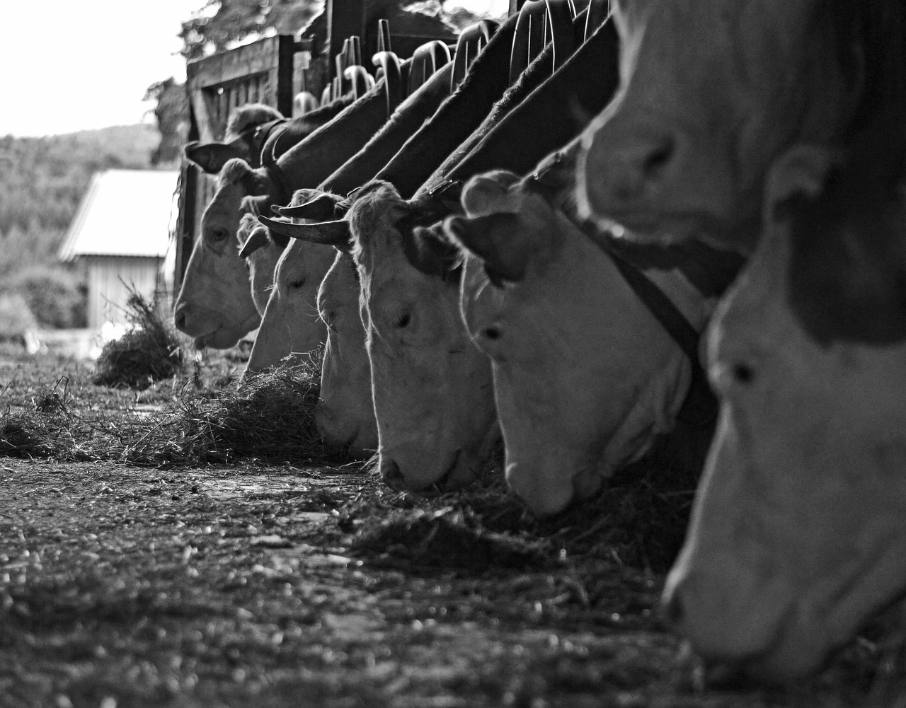 cows livestock 1