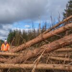 timber trees felling forest 12-03-25 joe killeen dave whelan 1